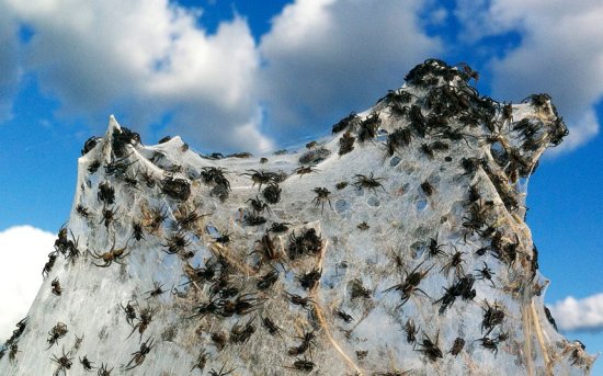 В Австралії павуки рятуються від повені на рослинах