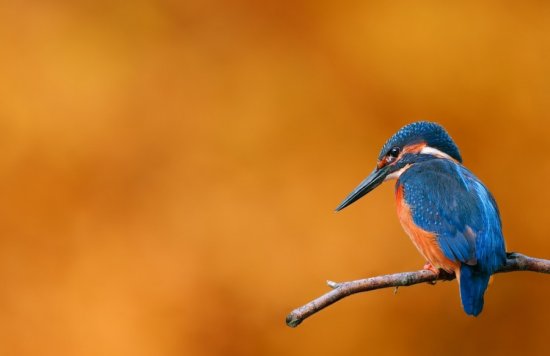 Десять самых красивых птиц