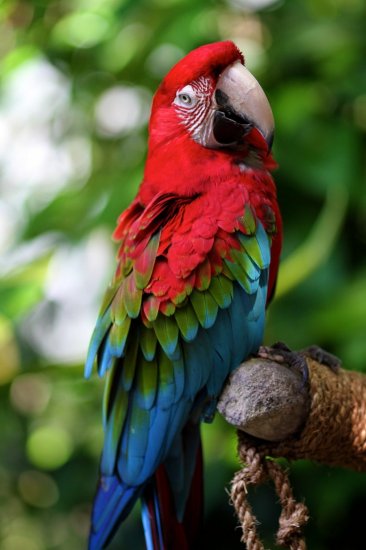 Десять самых красивых птиц