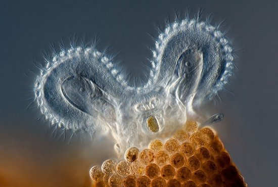 Фотографии микро существ с помощью макросъемки