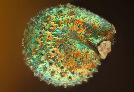 Фотографии микро существ с помощью макросъемки