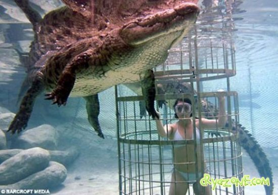 А вы смогли бы так поплавать с крокодилом?