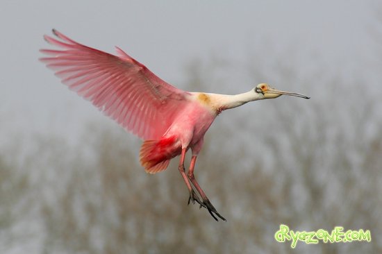   / Pink bird