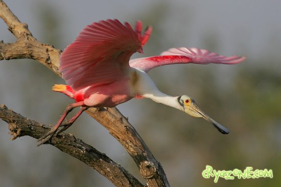   / Pink bird