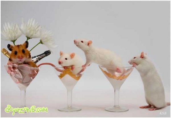 Смешные хомячки / Ridiculous hamsters. Что такое хомяк 