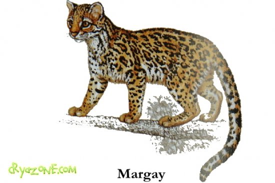 Маpгай / Margay