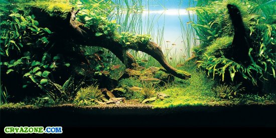 Красивые аквариумы