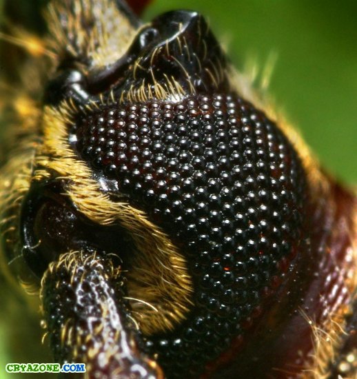 Фотографии насекомых