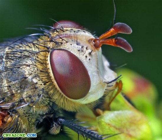 Фотографии насекомых
