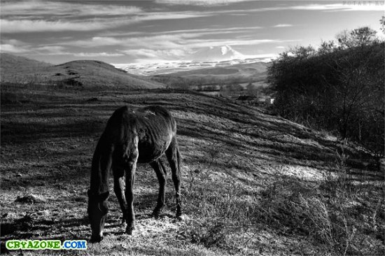 Фотографии лошадей