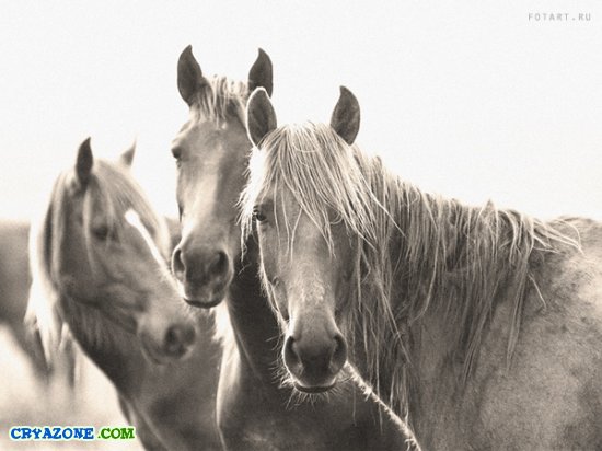 Фотографии лошадей