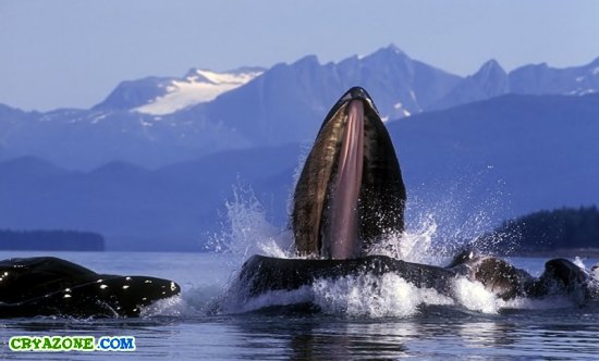 Красивые фотографии китов