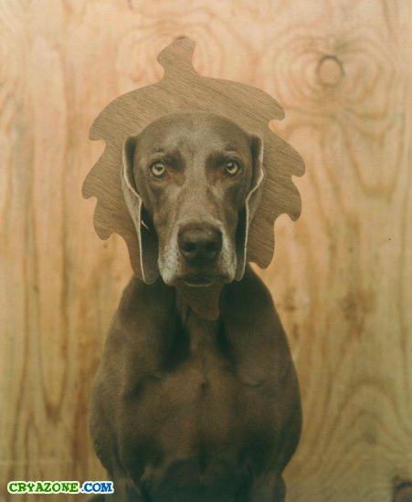 Фотографии собак от William Wegman