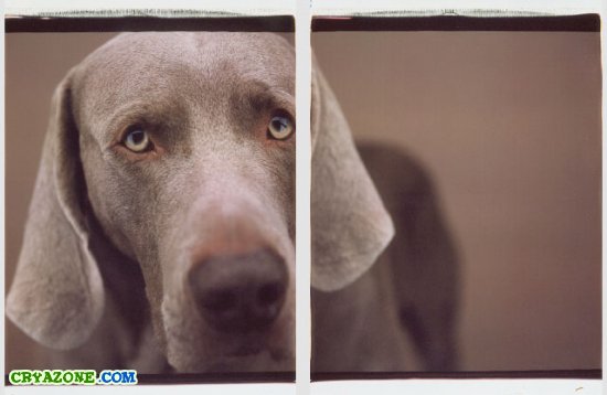 Фотографии собак от William Wegman
