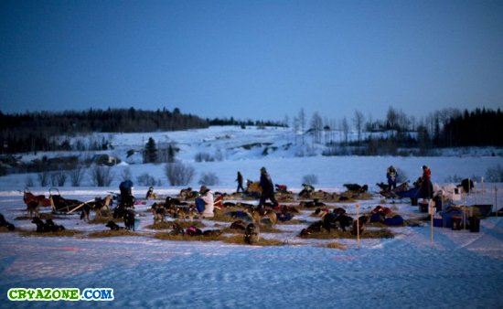 Гонки на собачьих упряжках в Аляске