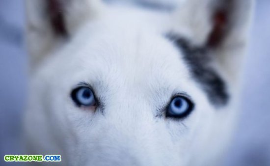 Гонки на собачьих упряжках в Аляске