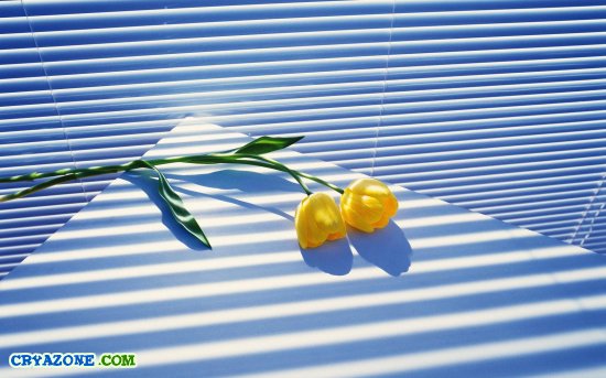 Два жолтых тюльпана на столе
